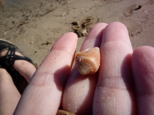 Photo of Mediterranean cone (Conus ventricosus)