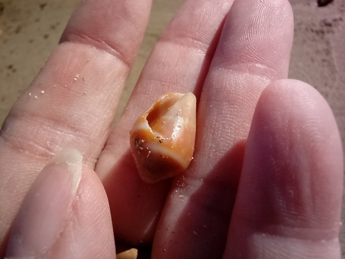 Photo of Mediterranean cone (Conus ventricosus)