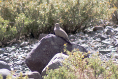 Metriopelia melanoptera