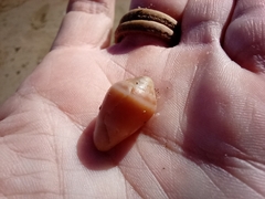 Conus ventricosus