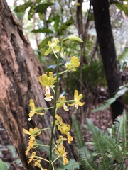 Cephalantheropsis obcordata