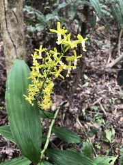 Cephalantheropsis obcordata