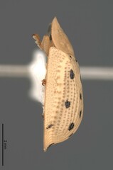 Aspidimorpha nigromaculata