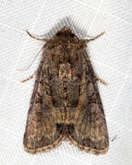 Oligia latruncula