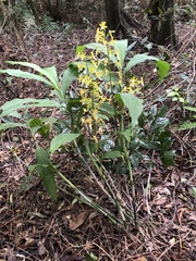 Cephalantheropsis obcordata