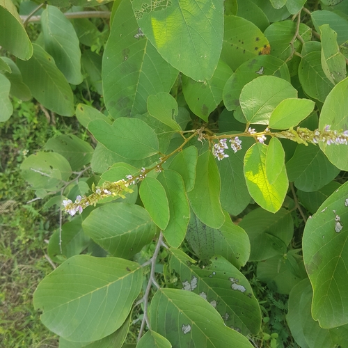 Desmodium velutinum image