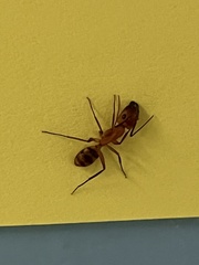 Camponotus conspicuus
