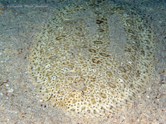 Pardachirus marmoratus