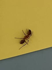 Camponotus conspicuus