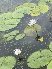 Nymphaea elegans