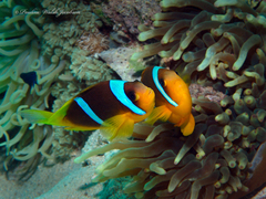 Amphiprion bicinctus
