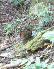 Scelorchilus rubecula