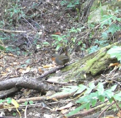Scelorchilus rubecula