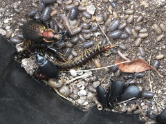 Scolopendridae