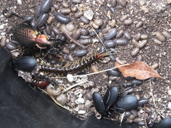 Scolopendridae