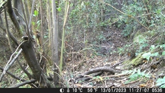 Scelorchilus rubecula
