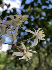 Clematis crassifolia