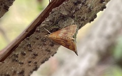 Pyrausta phoenicealis