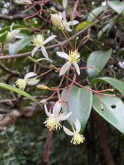 Clematis crassifolia