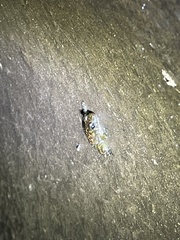 Amolops hongkongensis