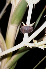 Euschistus circumfusus