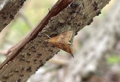 Pyrausta phoenicealis