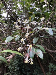 Clematis crassifolia
