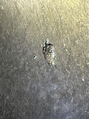 Amolops hongkongensis