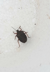 Euschistus circumfusus