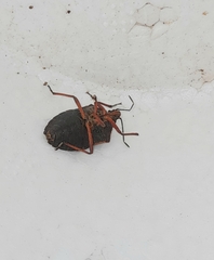 Euschistus circumfusus
