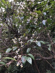 Clematis crassifolia