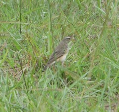 Anthus pallidiventris