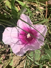Ipomoea bathycolpos
