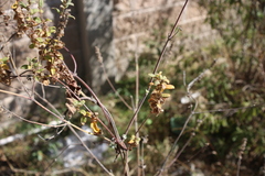Gaudichaudia cynanchoides