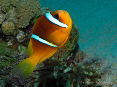 Amphiprion bicinctus
