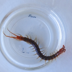 Scolopendra viridicornis