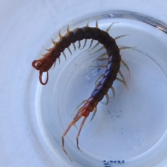 Scolopendra viridicornis