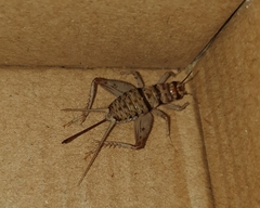 Gryllodes sigillatus