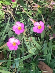 Oxalis obliquifolia