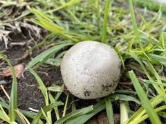 Coprinopsis uliginicola