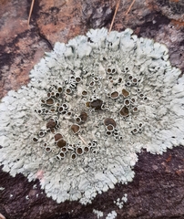 Xanthoparmelia plittii