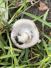 Coprinopsis uliginicola