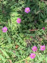 Oxalis obliquifolia