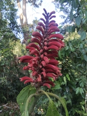 Phlogacanthus curviflorus