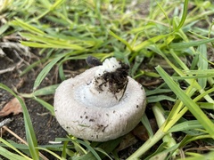Coprinopsis uliginicola