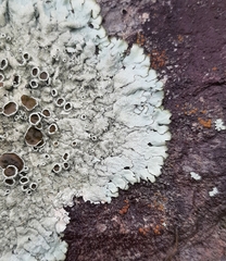 Xanthoparmelia plittii