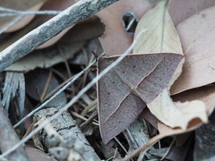 Epidesmia perfabricata