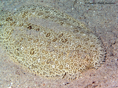 Pardachirus marmoratus