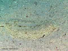 Pardachirus marmoratus