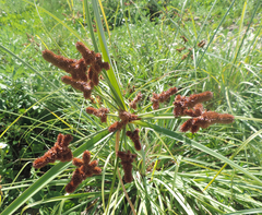 Cyperus ligularis